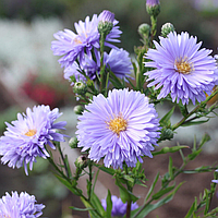Саджанці Айстри новобельгійської Блаубокс (Aster Blaubox), P9