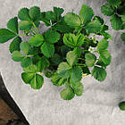 Агроволокно 50 г/м2 1.07х10 м. чорно-біле "Shadow" (Чехія) пакетоване, фото 2