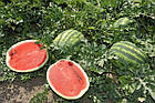 Кавун Арашан F1 (15-16 кг) Syngenta/Нідерланди 8 шт, фото 2