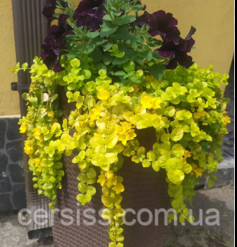 Вербейник монетний ауреа жовтий грунтопокрівна рослина в горщикк Lysimachia nummularia