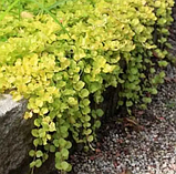 Вербейник монетний ауреа жовтий грунтопокрівна рослина в горщикк Lysimachia nummularia, фото 4