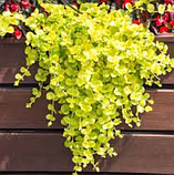Вербейник монетний ауреа жовтий грунтопокрівна рослина в горщикк Lysimachia nummularia, фото 3