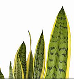 Сансевієрія Лауренті варієгатна жовта Sansevieria Laurentii, фото 4