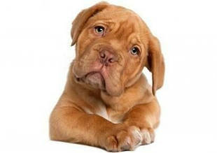 Протиепілептичні ветеринарні препарати