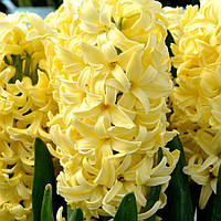 Гіацинт Golden Crown 16/17