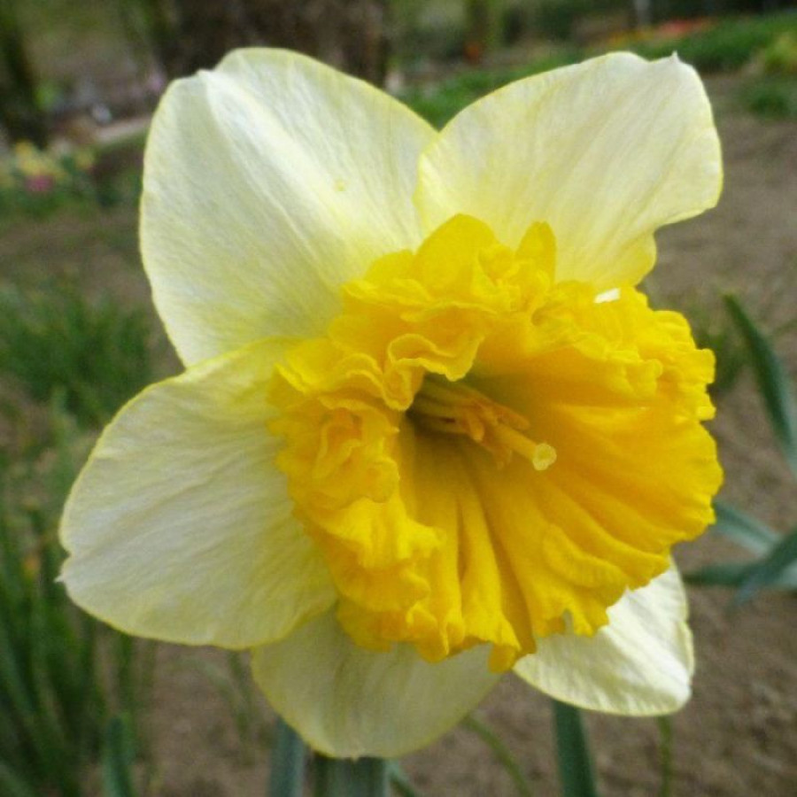 Набір 5 цибулин Нарцис корончатий Curly 12/14, фото 1