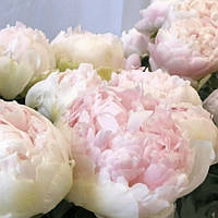 Півонія Brother Chuck 2/3