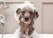 Espree Aloe Oatbath Medicated Shampoo шампунь з протеїн вівса і алое віра для соб 591мл e00382 (0748406003828), фото 3