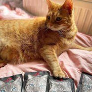 Консерва для котів Alpha Spirit Chicken Chicken Sterilized Cat Альфа Спірит стерилайз з куркою 200г (as311179), фото 4