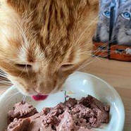 Консерва для котів Alpha Spirit Chicken Chicken Sterilized Cat Альфа Спірит стерилайз з куркою 200г (as311179), фото 6