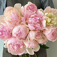 Півонія Chiffon Parfait 2/3