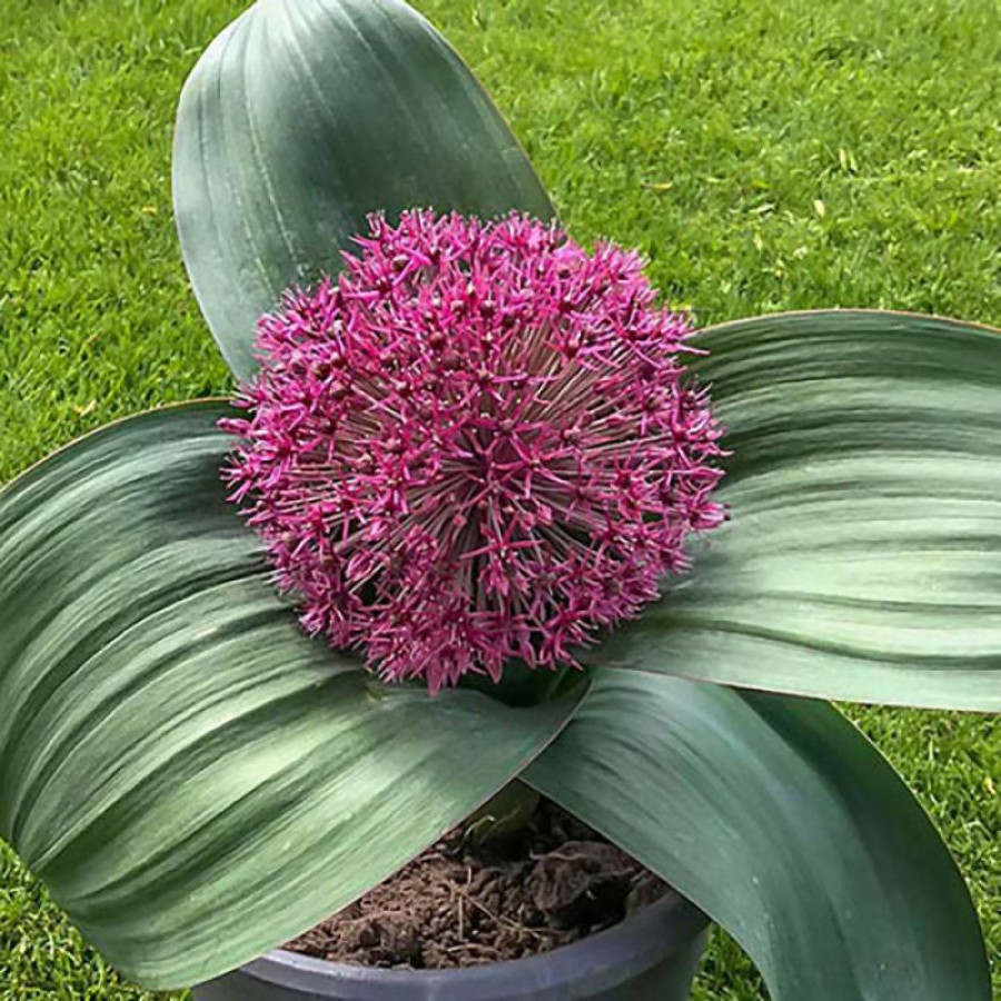 Набір 5 цибулин Алліум гігантський Red Giant Star 10/12, фото 1