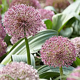 Набір 5 цибулин Алліум гігантський Red Giant Star 10/12, фото 2