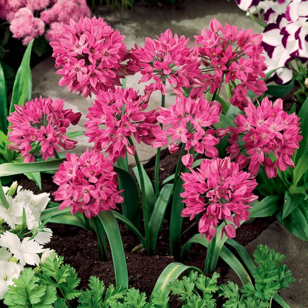 Набір 5 цибулин Аліум декоративний Baltimore 4/5, фото 1