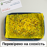 Кульбаба звичайна насіння 1 грам (прибл. 2000 шт) (Taraxacum officinale), фото 3