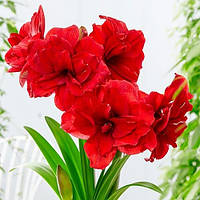 Амариліс  Amarantia 24/26