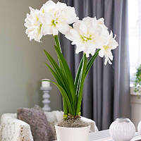 Амариліс Arctic Nymph 26/28