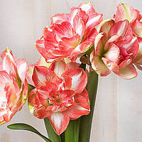 Амариліс Beautiful Emotion 26/28