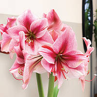 Амариліс Gervase 26/28