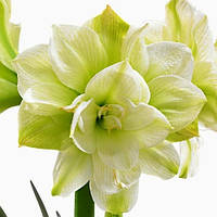 Амариліс Marilyn 26/28