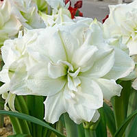 Амариліс Polar Belle (Гігантська квітка) 26/28