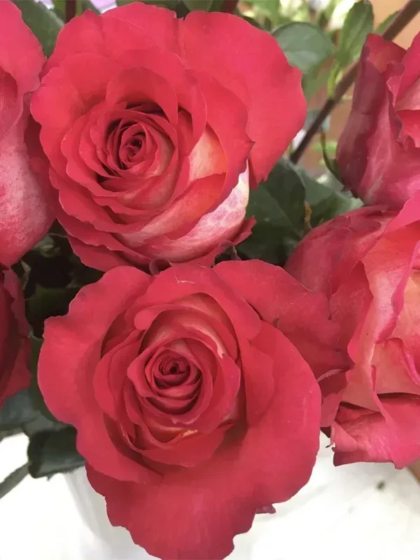 Троянда чайно-гібридна Ігуаза (Iguazu), фото 1