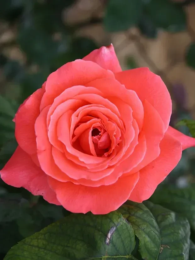 Троянда чайно-гібридна "Імпульс", фото 1