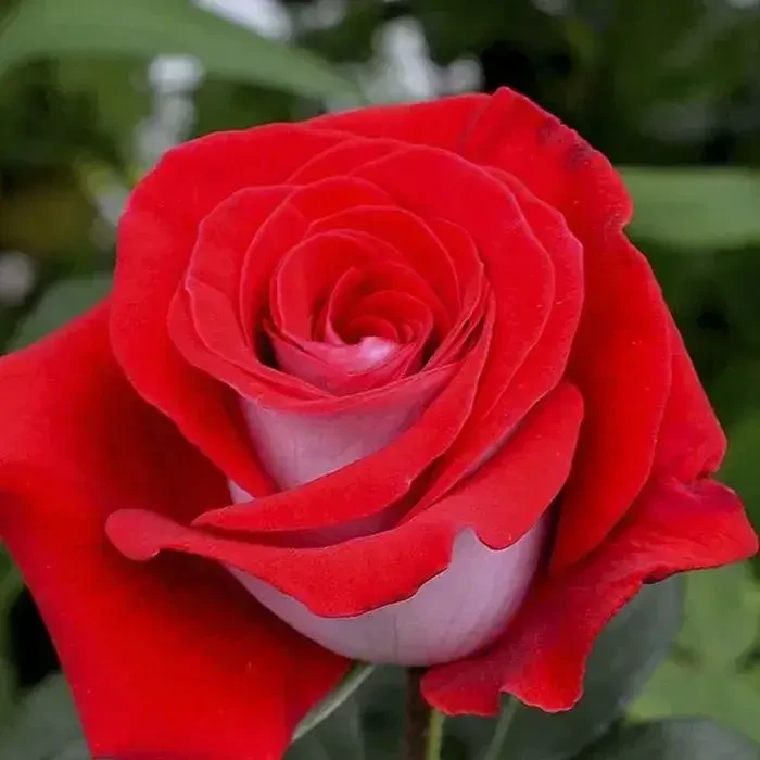 Чайно-гібридна троянда "Латин Леді" (Latin Lady), фото 1