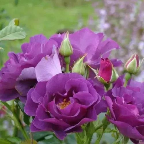 Троянда Рапсодія (Rosa Rhapsody), фото 1