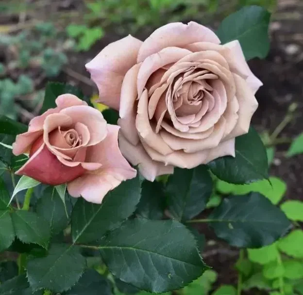 Троянда Коко Локо (Rosa Koko Loko), фото 1