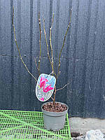 Магнолія Ріккі (Ricki) ПРИВИТА, фото 2