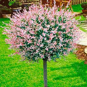 Верба ціліснолиста Хакуро-нішики (штамб 130 - 150 см)