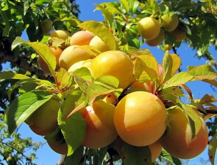 Слива "Біла Медова", фото 1