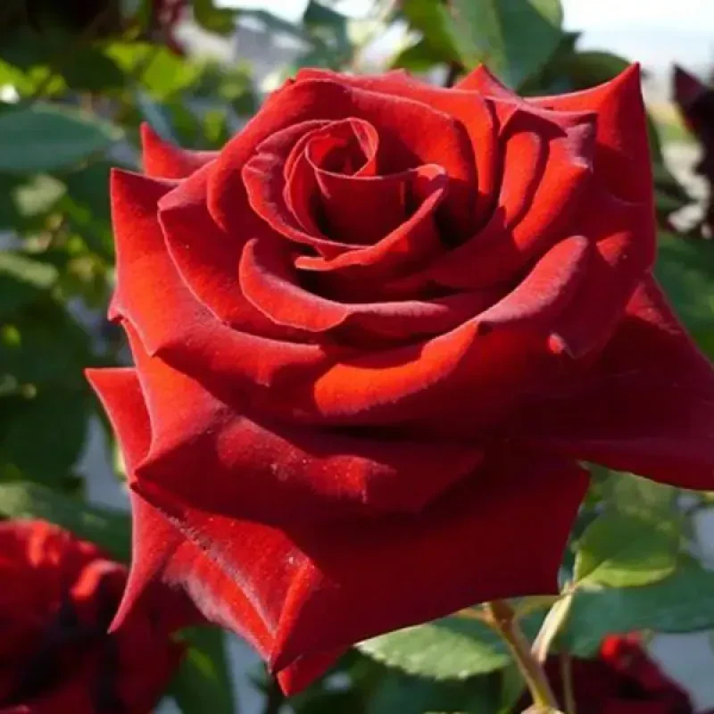 Троянда чайно-гібридна "Марічка", фото 1