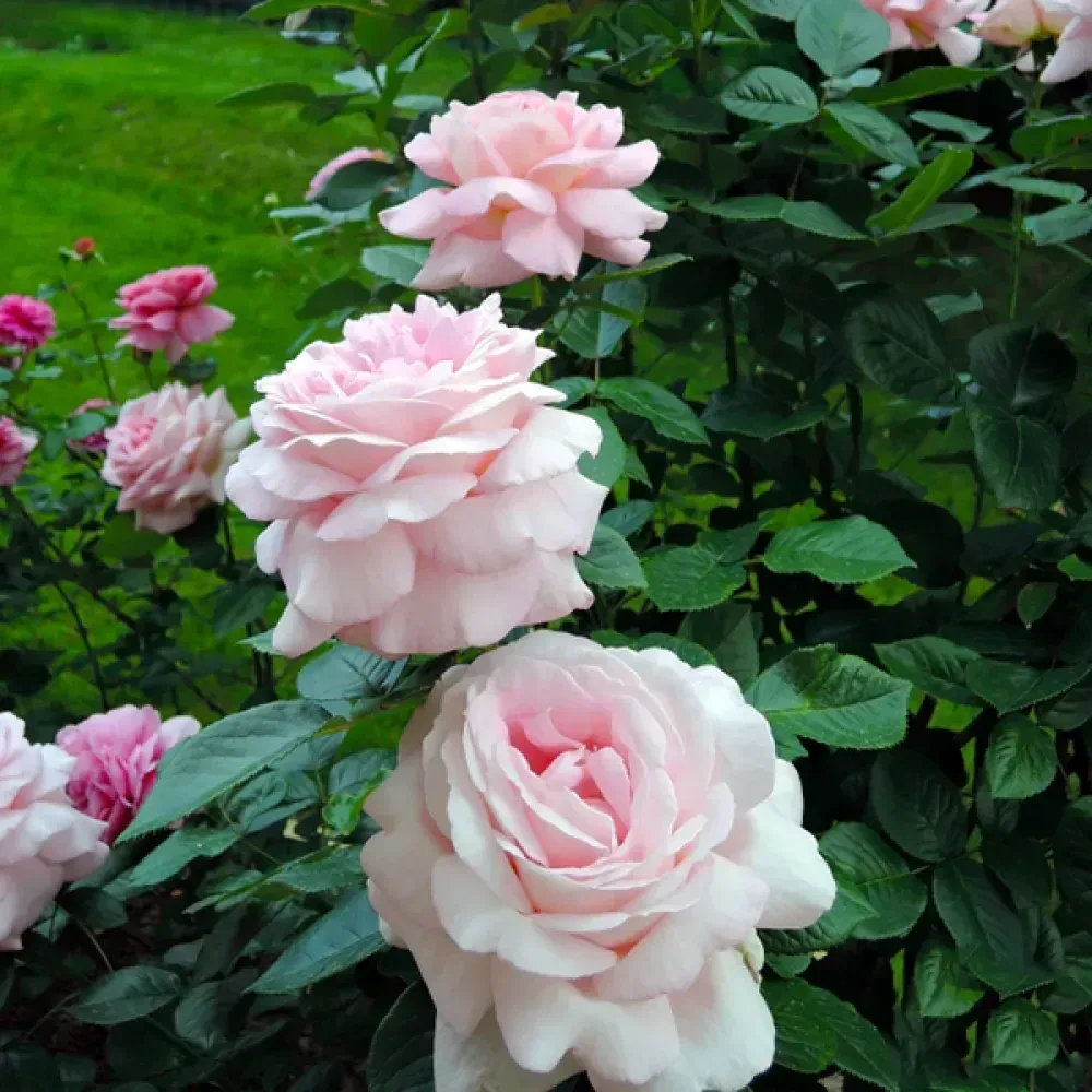 Троянда чайно-гібридна "Myriam" (Міріам), фото 1