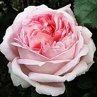 Троянда чайно-гібридна "Myriam" (Міріам), фото 2