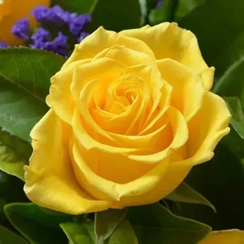 Чайно-гібридна троянда "Іліос" (Ilios), фото 1