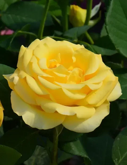 Чайно-гібридна троянда "Мальта" (Malta), фото 1