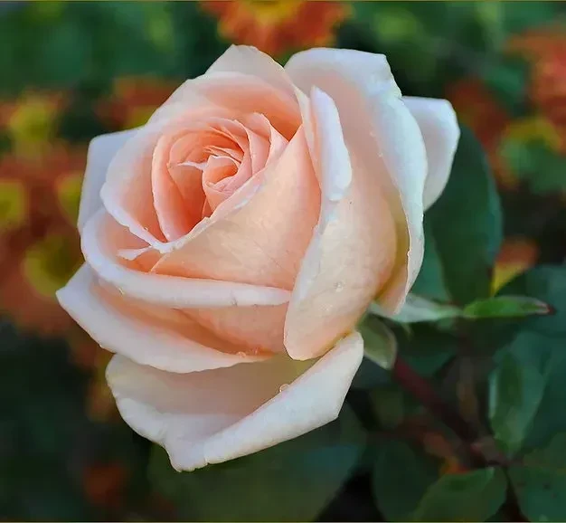 Чайно-гібридна троянда "Осіана" (Osiana), фото 1