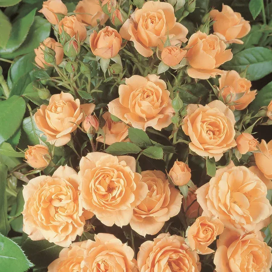 Троянда чайно-гібридна Априкот Лейс (Apricot Lace), фото 1