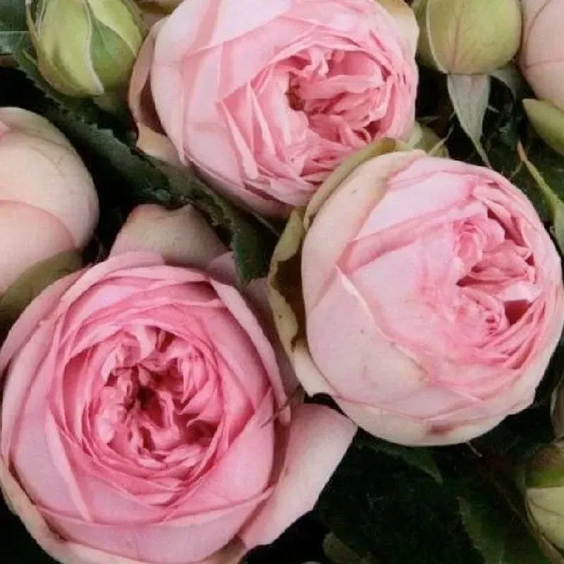 Троянда Хеппі Піано (Rosa Happy Piano), фото 1