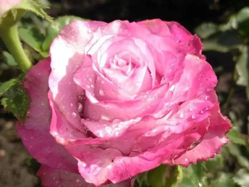 Троянда Діп Перпл (Deep Purple), фото 1