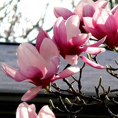 САДЖАНЦІ МАГНОЛІЇ