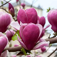 Магнолия Суланжа 'Рустика Рубра (x soulangeana 'Rustica Rubra) ПРИВИТА