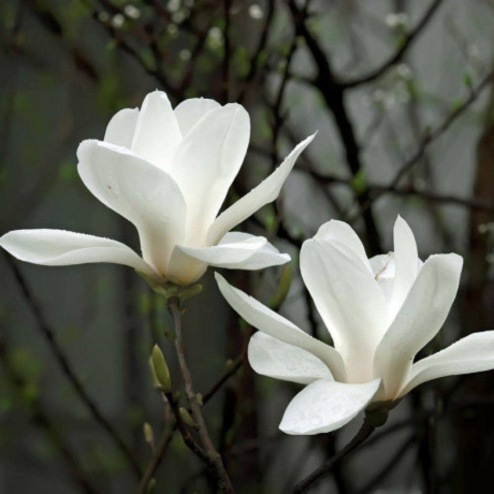 Магнолія суланжу Альба Суперба (Alba Superba) ПРИВИТА, фото 1
