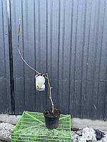 Магнолія суланжу Альба Суперба (Alba Superba) ПРИВИТА, фото 2