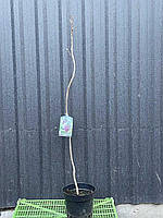 Магнолія Суланжа (Alexandrina) ПРИВИТА, фото 2