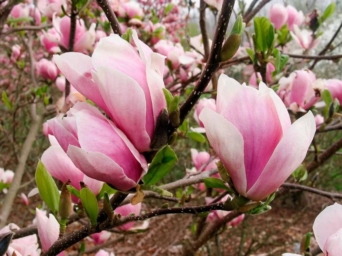 Магнолія Суланжа "Amabilis" (Амабіліс) ПРИВИТА, фото 1
