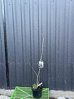 Магнолія Суланжа "Amabilis" (Амабіліс) ПРИВИТА, фото 3