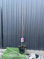 Магнолія Ленней “Magnolia soulangeana Lennei” ПРИВИТА, фото 2